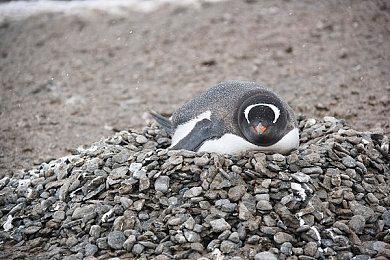 《inZOI》×B站观看有礼活动开启 观看视频必得游戏好礼